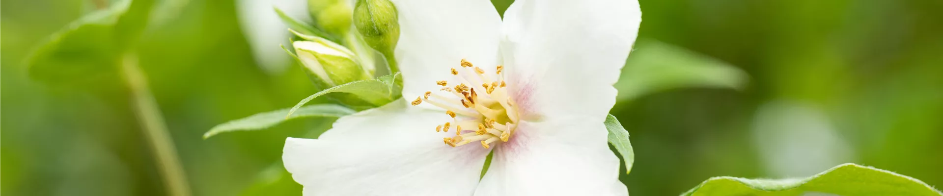 Philadelphus coronarius Philadelphus coronarius