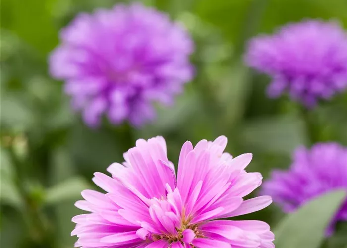 Aster novi-belgii Trio Aster novi-belgii Trio