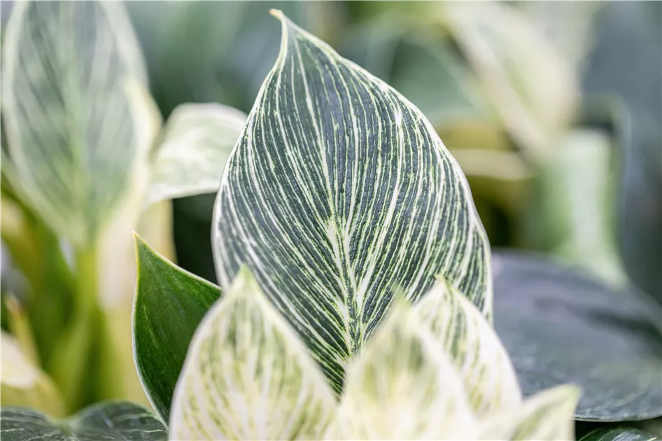 Philodendron birkin