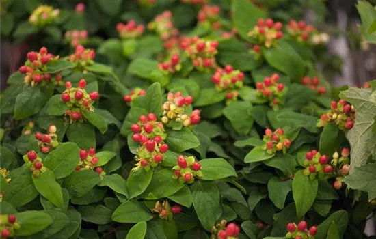 Hypericum androsaemum