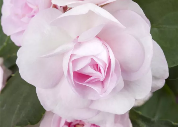 Impatiens walleriana Impatiens walleriana