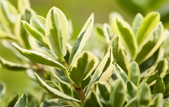 Hebe andersonii Variegata