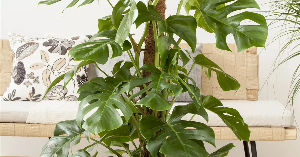 Monstera deliciosa Moosstab
