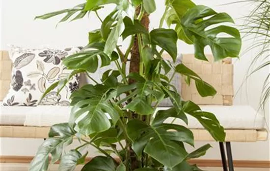 Monstera deliciosa Monstera deliciosa