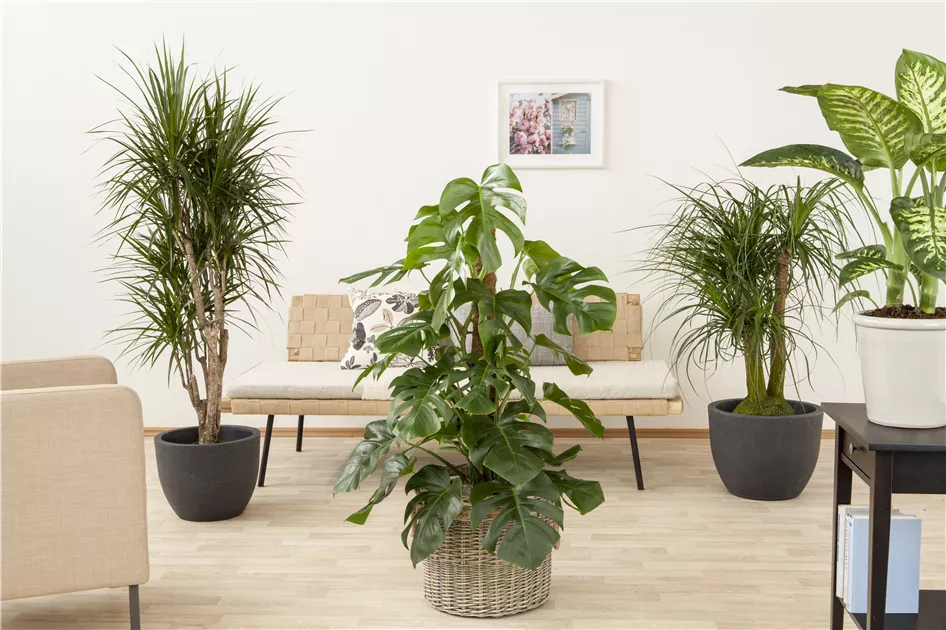 Monstera deliciosa Moosstab