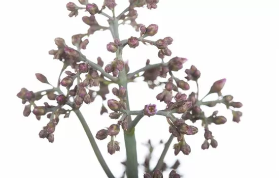 Kalanchoe humilis  Kalanchoe humilis