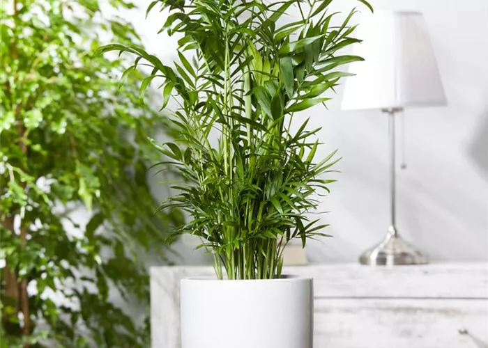 Chamaedorea elegans Chamaedorea elegans