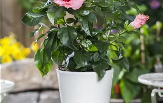 Hibiscus mix Hibiscus mix