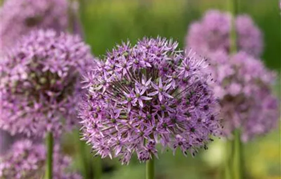 Allium Gladiator Blumenzwiebel Allium Gladiator Blumenzwiebel