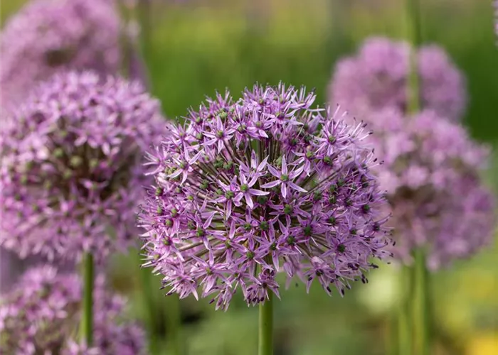 Allium Gladiator Blumenzwiebel Allium Gladiator Blumenzwiebel