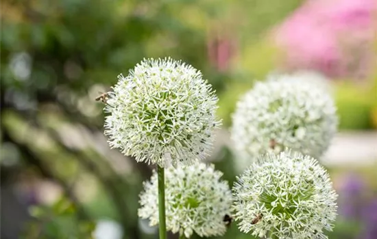 Allium Summer Drummer Blumenzwiebel  Allium Summer Drummer Blumenzwiebel