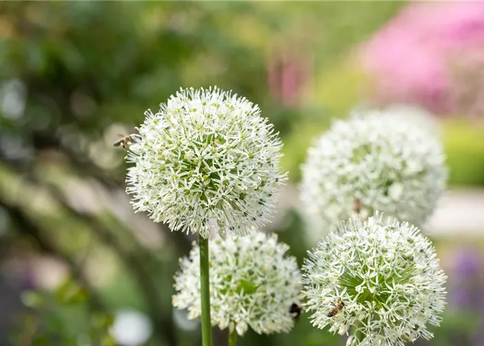 Allium Summer Drummer Blumenzwiebel  Allium Summer Drummer Blumenzwiebel