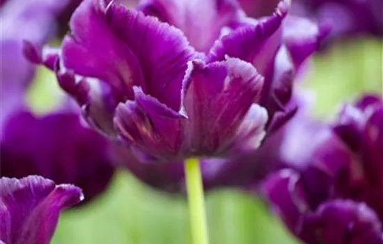 Papagai Tulpen Blumenzwiebel Papagai Tulpen Blumenzwiebel