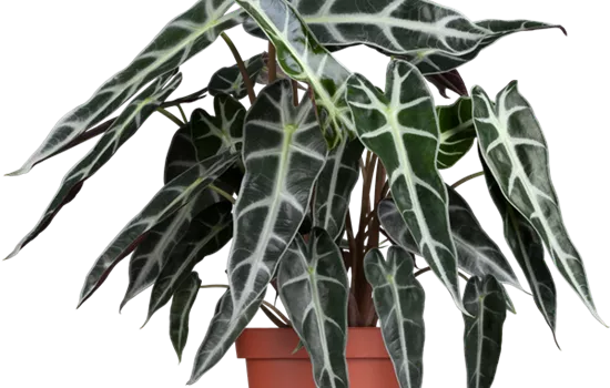 Alocasia polly Alocasia polly