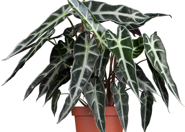 Alocasia polly Alocasia polly