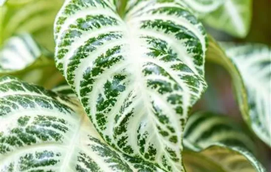 Aphelandra white wash Aphelandra white wash