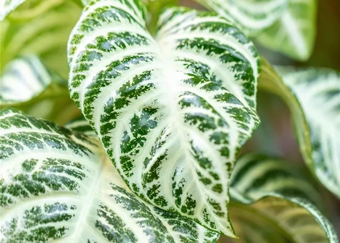 Aphelandra white wash Aphelandra white wash