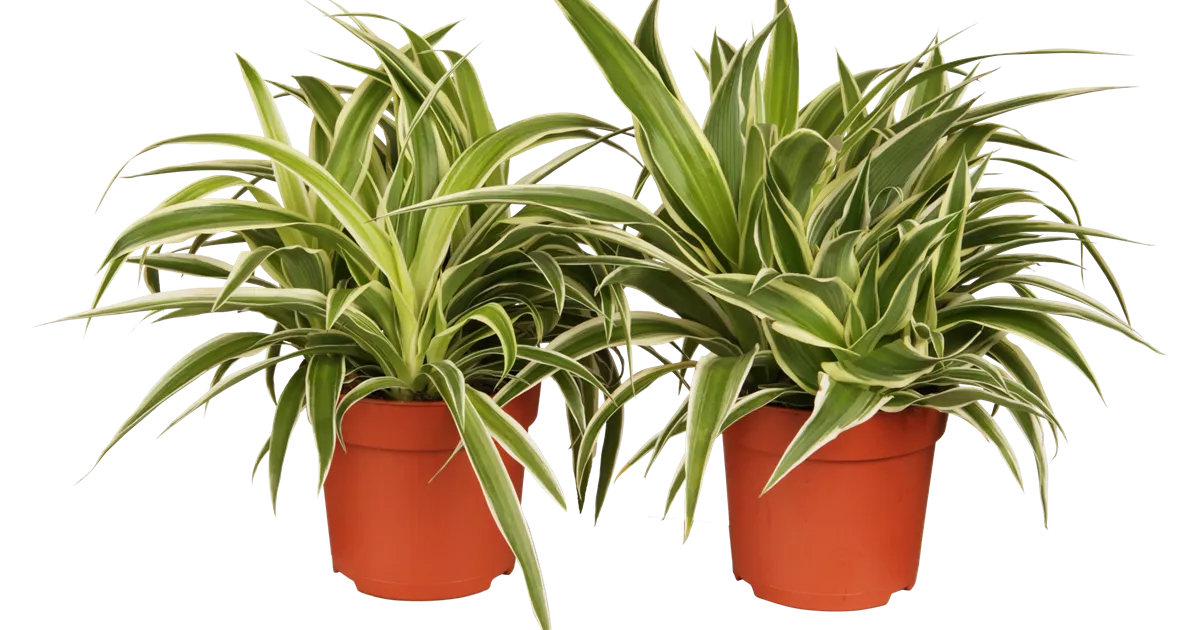 monstera deliciosa lux Monstera Deliciosa: Captivating Lush & Tropical Elegance  Ed's Plant Shop