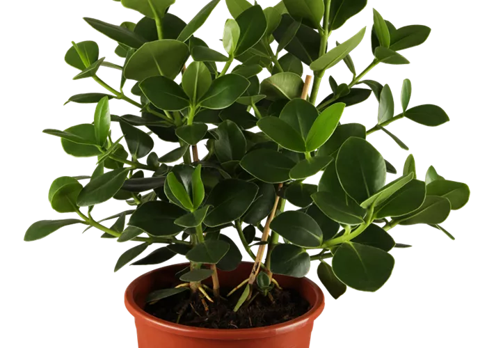 Clusia princess Clusia princess