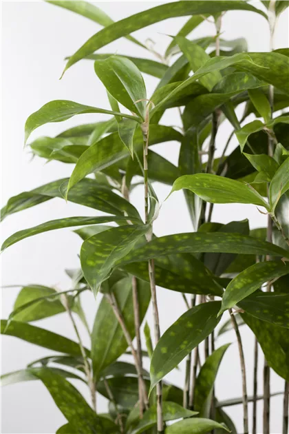 efeutute Epipremnum Aureum 'Neon' (Efeutute) – Foliage Dreams main image 0