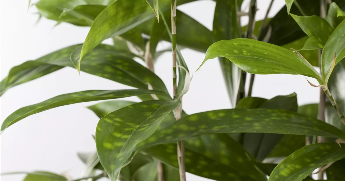 Dracaena surculosa T17