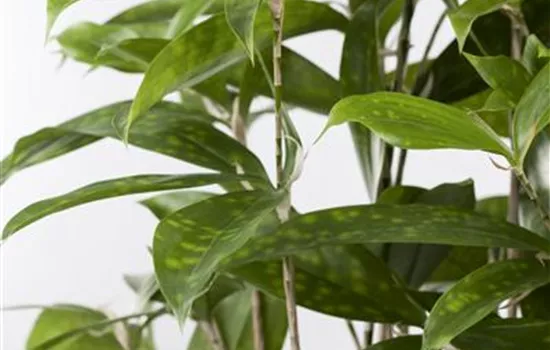 Dracaena surculosa T27 Dracaena surculosa T27