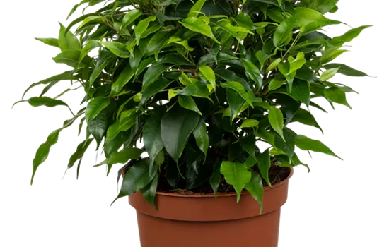 Ficus benjamina royal mix 