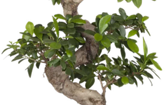 Ficus ginseng s type