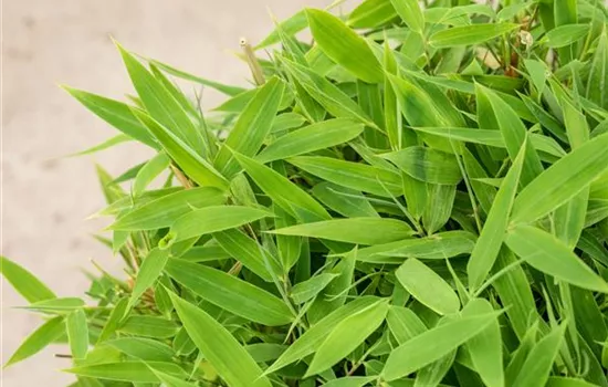 Fargesia 'Moontears' -R-