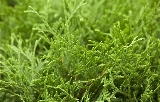 Thuja occidentalis 'Tiny Tim' Thuja occidentalis 'Tiny Tim'