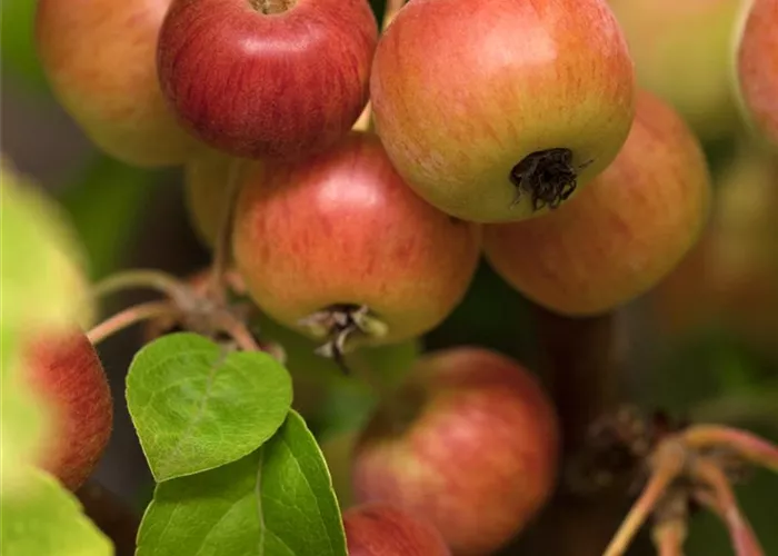 Malus 'Evereste' -R- Malus 'Evereste' -R-