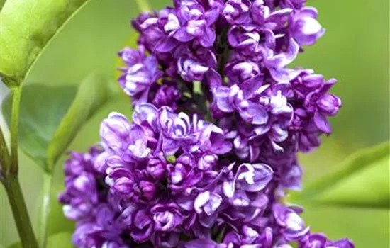 Syringa vulg.'Charles Joly' Syringa vulg.'Charles Joly'