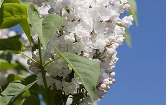 Syringa vulg.'Beauty of Moscow' Syringa vulg.'Beauty of Moscow'