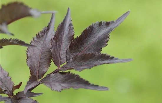 Sambucus nigra 'Black Beauty'  Sambucus nigra 'Black Beauty'