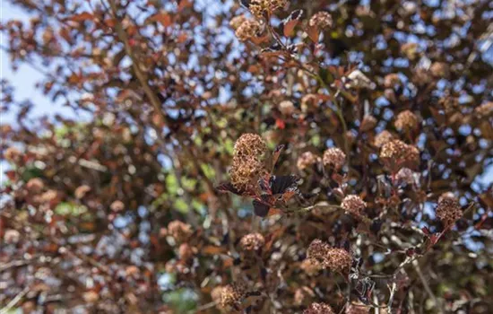 Physocarpus opulifolius 'All Black'  Physocarpus opulifolius 'All Black'