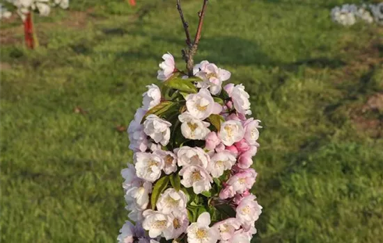 Malus 'Van Eseltine' Malus 'Van Eseltine'