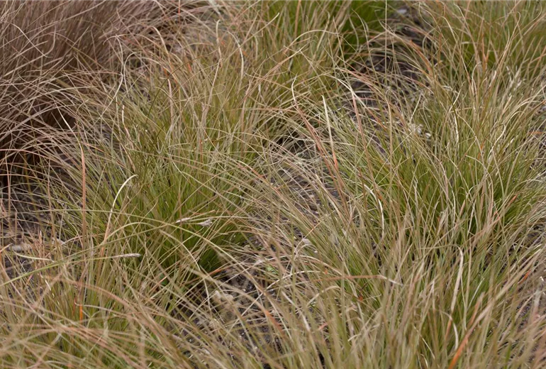 Carex testacea Carex testacea