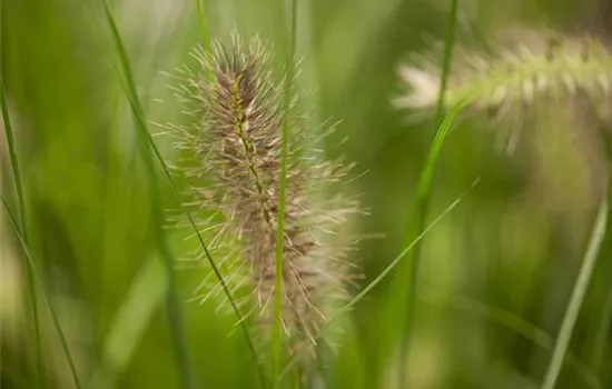 Pennisetum alopecuroides 'Little Bunny' Pennisetum alopecuroides 'Little Bunny'