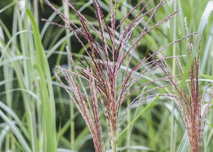 Miscanthus sinensis 'Malepartus'
