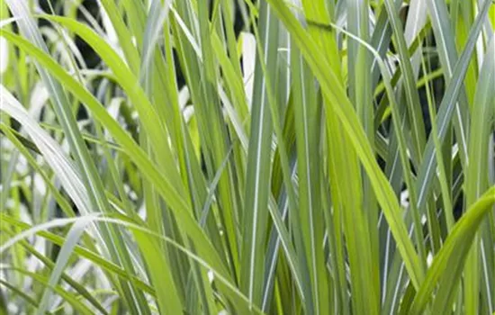 Miscanthus giganteus Miscanthus giganteus
