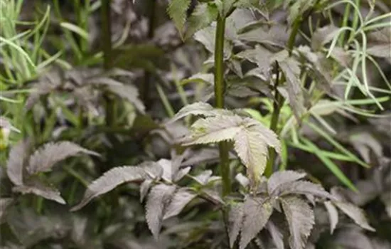 Sambucus nigra 'Black Tower'  Sambucus nigra 'Black Tower'