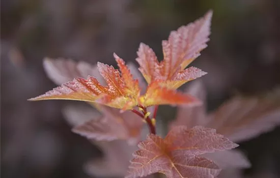 Physocarpus opulifolius 'Little Angel' Physocarpus opulifolius 'Little Angel'