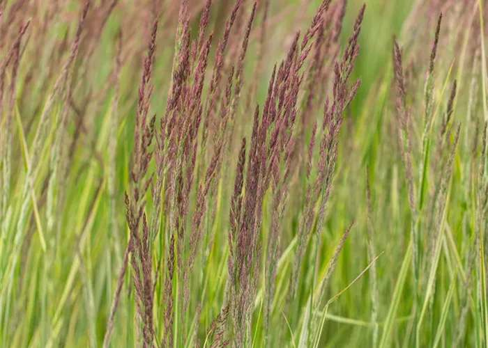 Calamagrostis x acutiflora 'Overdam' Calamagrostis x acutiflora 'Overdam'