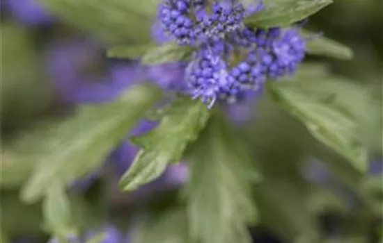 Caryopteris clandonensis 'Kew Blue' Caryopteris clandonensis 'Kew Blue'