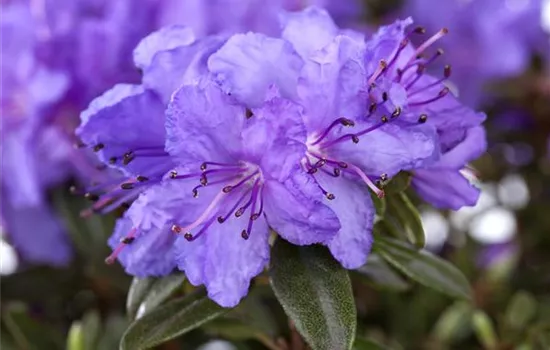 Rhododendron impeditum 'Saint Merryn'
