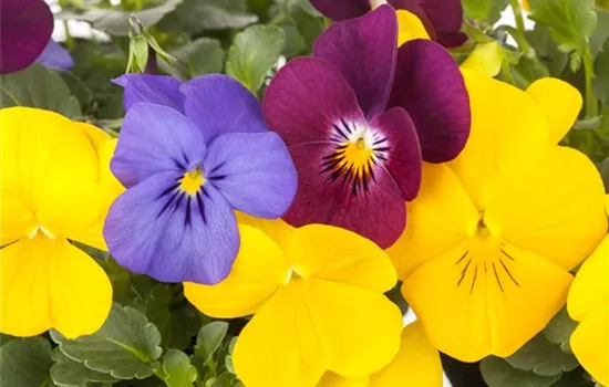 Viola cornuta Ice Teenis Viola cornuta Ice Teenis