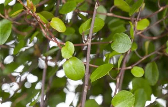 Muehlenbeckia complexa Muehlenbeckia complexa