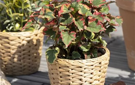 Houttuynia cordata Chameleon Houttuynia cordata Chameleon