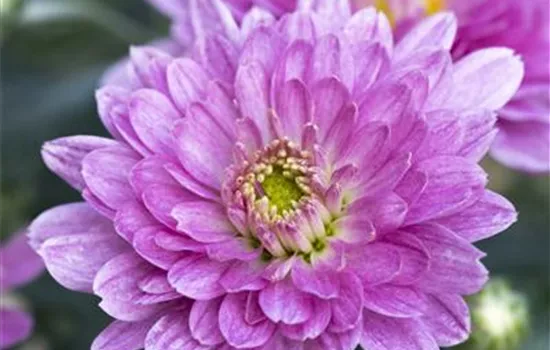 Chrysanthemum indicum Mini Mums Trio
