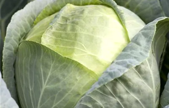 Brassica oleracea Brassica oleracea